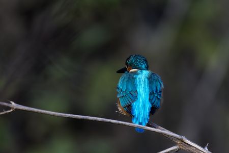 カワセミブルー