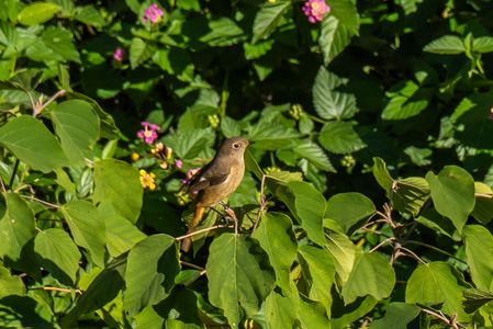 ジョウビタキ・メス