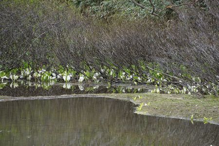 高谷池の水芭蕉