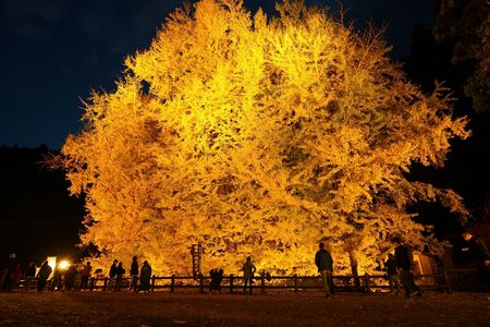 ビッグイエロー