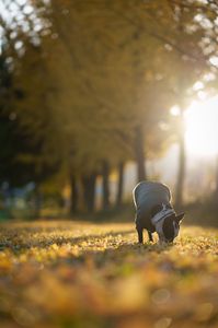***陽の差す散歩