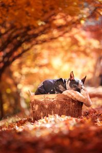 紅葉狩り🍁***おばあワンは眠り姫