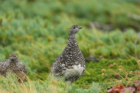 見守り中　#ライチョウ#