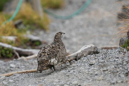 お山の人気者　#ライチョウ#