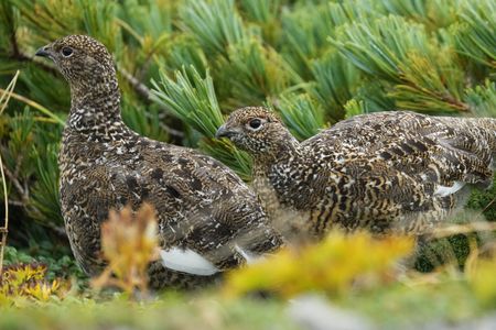 お山の人気者　#ライチョウ#