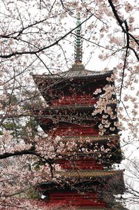 桜に包まれた五重塔