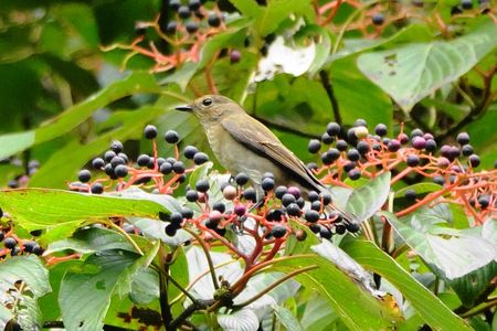 今日のミズキ食堂！#キビタキ#