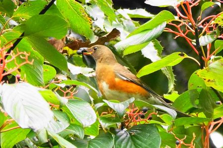 ミズキ食堂にアカハラさん来店！#アカハラ#