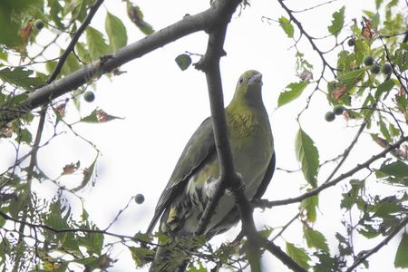 アオバトさん飛来#アオバト#