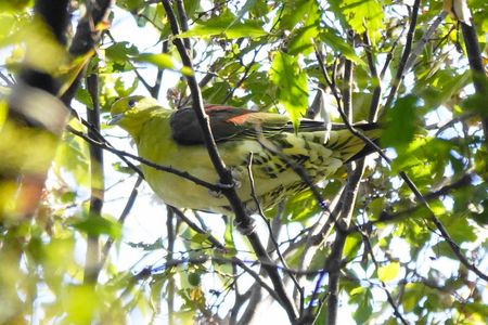 アオバトさん飛来です！#アオバト#