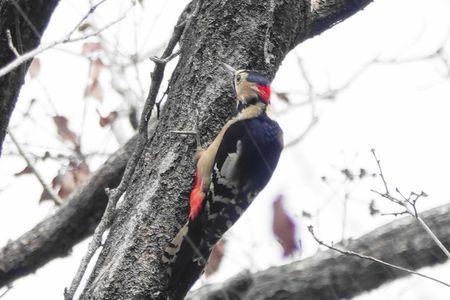 アカゲラさん飛来！#アカゲラ#