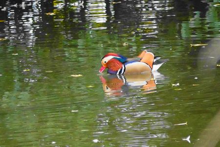 オシドリさん飛来！#オシドリ#