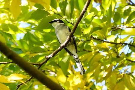 リュウキュウサンショウクイさん登場です！#リュウキュウサンショウクイ#