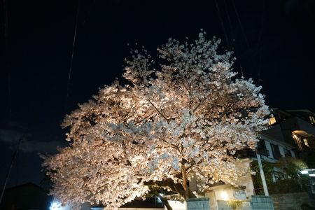 隣ん家の桜