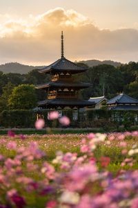 夕日を浴びる斑鳩の秋桜と日本最古の三重塔