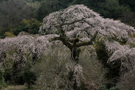 古木枝垂れ桜