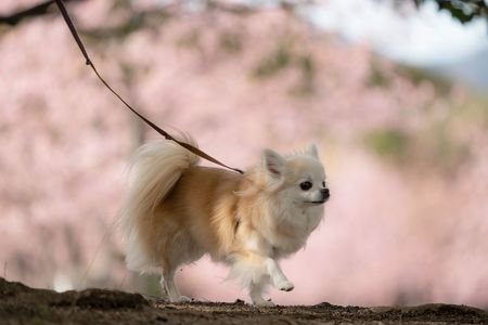 桜犬