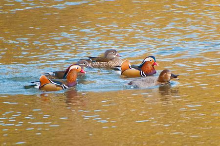 パッチワークの君