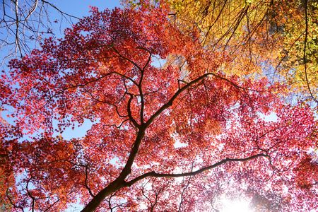 紅葉