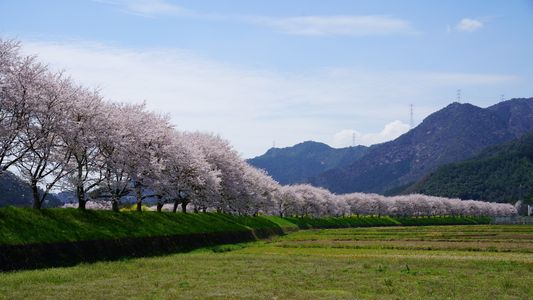 桜桜…