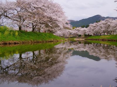 宇陀川の桜並木