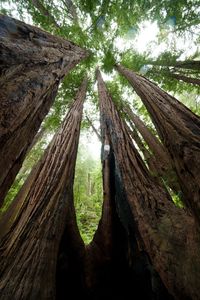 セコイアスギ(レッドウッド）～世界一背の高い樹～