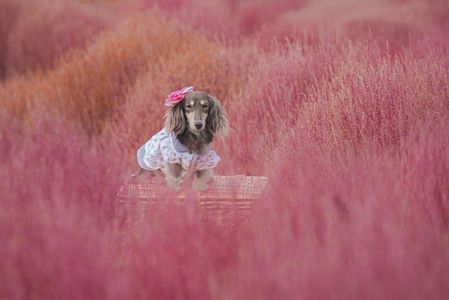 昭和記念公園のコキア🥀