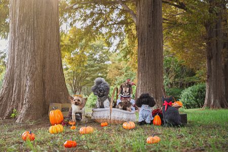 森のハロウィン🎃