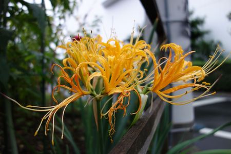 幸せの黄色い・・花