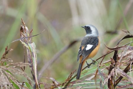 またまたジョウビタキ