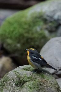 もう霜月ですよ