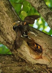 ムクドリの攻防