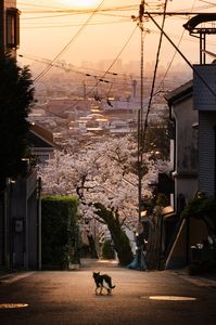 桜×猫×夕陽