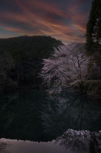 湖面に映る桜