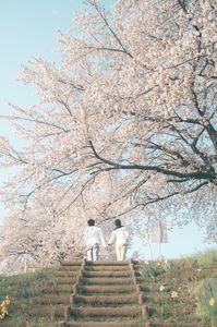 夫婦と桜