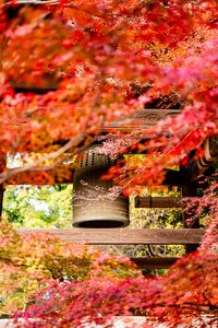 東漸寺の紅葉