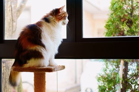 ノルウェージャンフォレストキャット