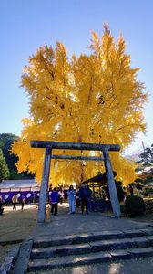 丹生酒殿神社のイチョウ