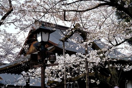 東京の桜開花基準