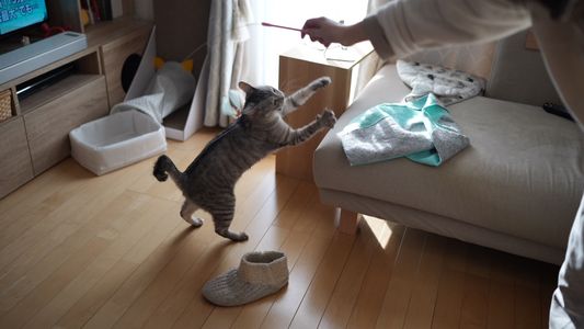 ねことあそぶ