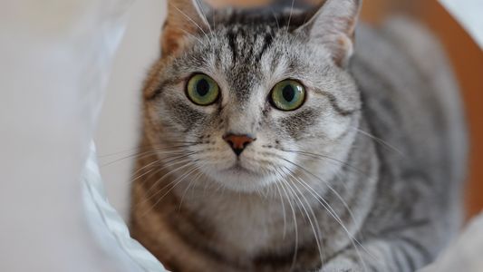 ねこみみとんねるアラカルト