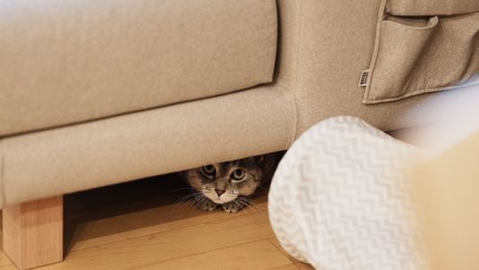 なんか視線を感じると思ったら...