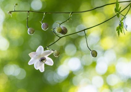 蓮華升麻　～御岳山にて～