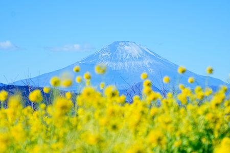 早春の吾妻山