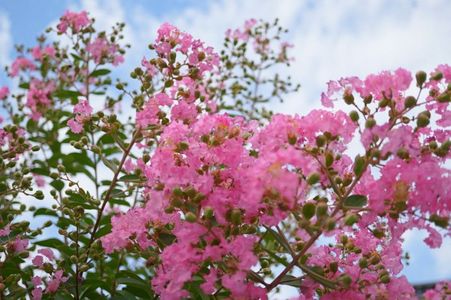 立秋を過ぎても