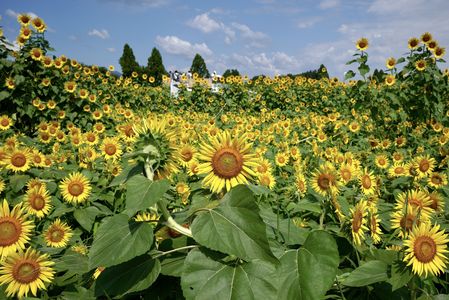 ど根性ひまわり