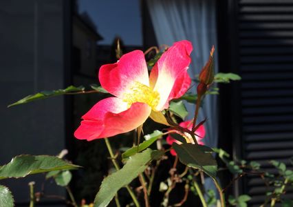 　秋薔薇　”カクテル”　花言葉：情熱　