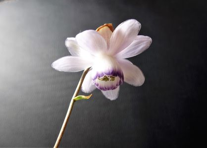　レンゲショウマ　　花言葉：伝統の美　　