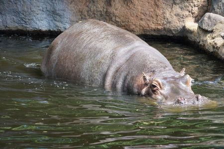 カバさん🦛