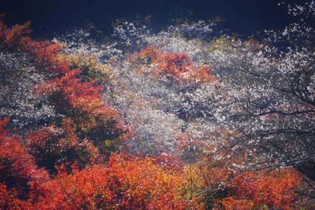 紅葉と桜の繚乱